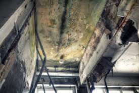 Why You Should Choose Our Mold Remediation Services in Rancho Viejo, TX